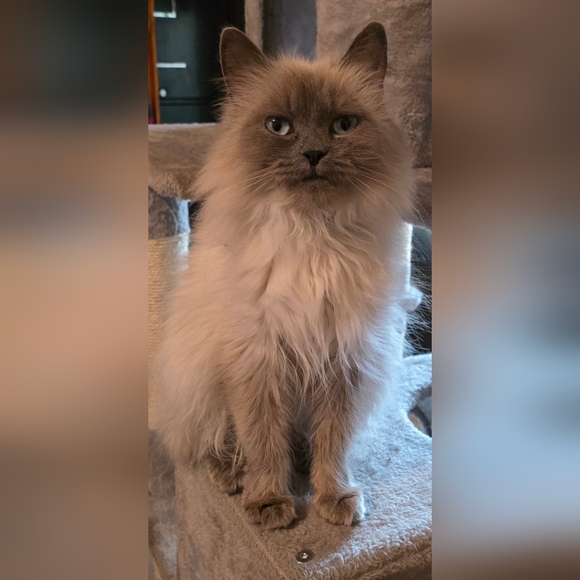 Meet your Posher, Nacho - Picture 4 of 6